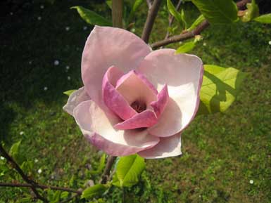 magnolie